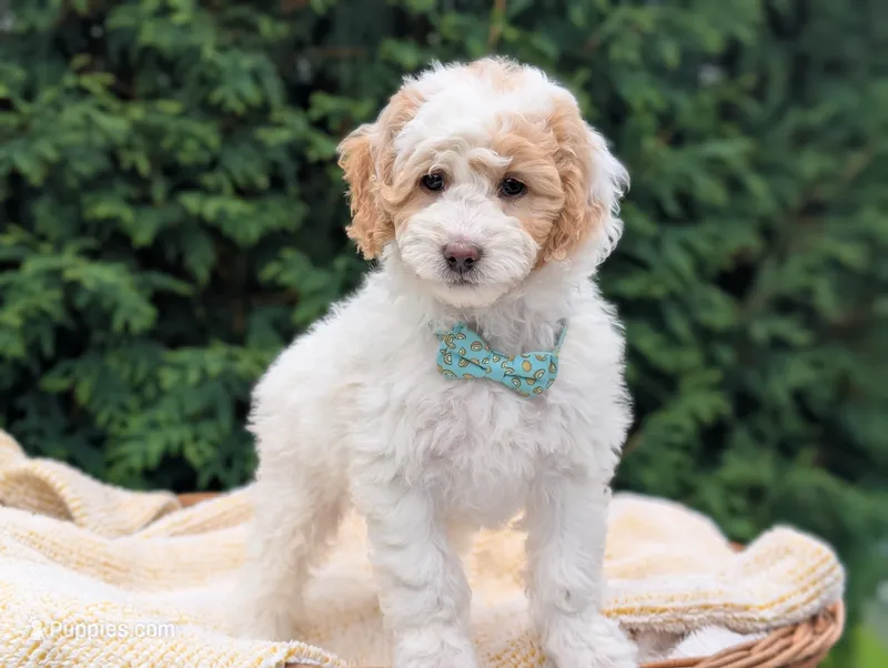 Princess  – Miniature Goldendoodle puppy for sale in Dundee, NY