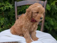 Pumpkin, a male Miniature Goldendoodle for sale in Dundee, NY – 4 of 4