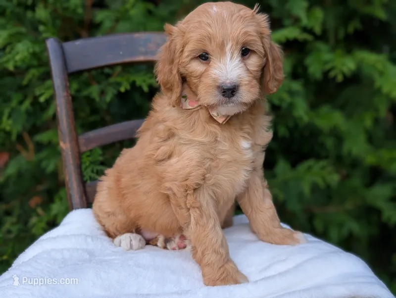Daisy – Miniature Goldendoodle puppy for sale in Dundee, NY