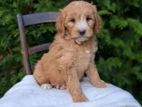 Daisy, a female Miniature Goldendoodle for sale in Dundee, NY – 1 of 3