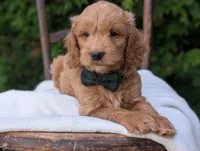 Brody, a male Miniature Goldendoodle for sale in Dundee, NY – 2 of 4