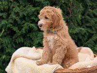 Mr. Moose, a male Miniature Goldendoodle for sale in Dundee, NY – 4 of 5