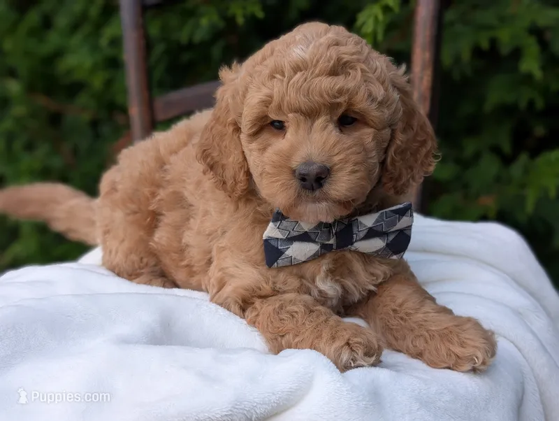 Buster – Miniature Goldendoodle puppy for sale in Dundee, NY