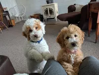 Patches, a male Miniature Goldendoodle for sale in Dundee, NY – 2 of 8