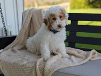 Patches, a male Miniature Goldendoodle for sale in Dundee, NY – 7 of 8