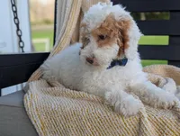Patches, a male Miniature Goldendoodle for sale in Dundee, NY – 4 of 8