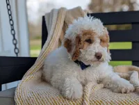 Patches, a male Miniature Goldendoodle for sale in Dundee, NY – 5 of 8