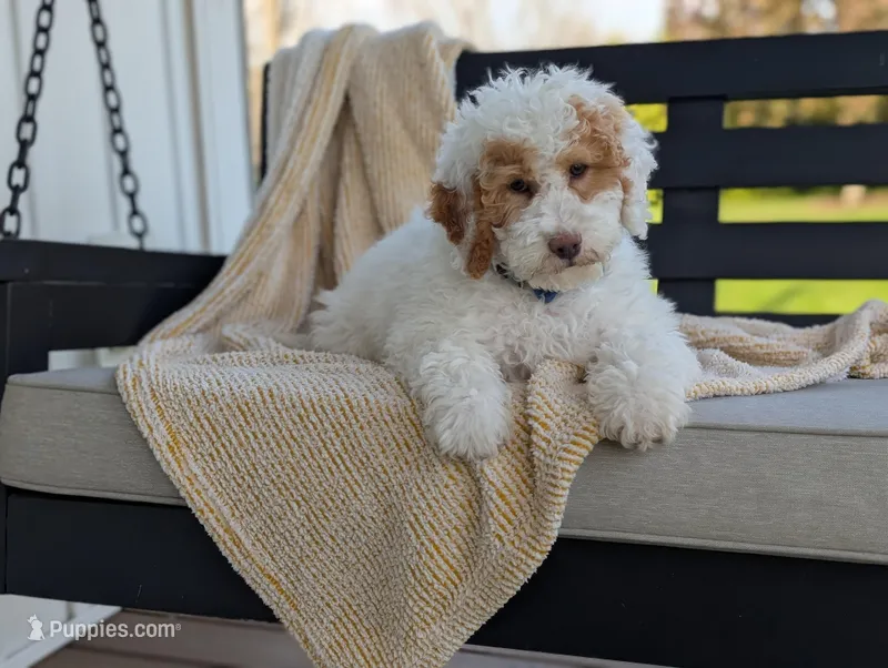 Patches – Miniature Goldendoodle puppy for sale in Dundee, NY