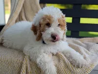 Patches, a male Miniature Goldendoodle for sale in Dundee, NY – 3 of 8