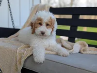Patches, a male Miniature Goldendoodle for sale in Dundee, NY – 6 of 8