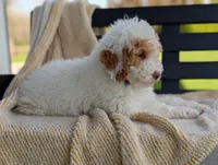 Patches, a male Miniature Goldendoodle for sale in Dundee, NY – 8 of 8