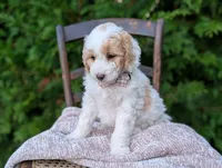 Princess , a female Miniature Goldendoodle for sale in Dundee, NY – 4 of 4