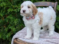 Lilly, a female Miniature Goldendoodle for sale in Dundee, NY – 3 of 4