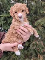 Waffle, a female Miniature Goldendoodle for sale in Dundee, NY – Photo 4 of 4