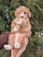 Waffle, a female Miniature Goldendoodle for sale in Dundee, NY – Photo 3 of 4