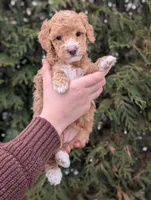 Waffle, a female Miniature Goldendoodle for sale in Dundee, NY – Photo 2 of 4