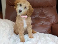 Honey, a female Miniature Goldendoodle for sale in Dundee, NY – 3 of 9