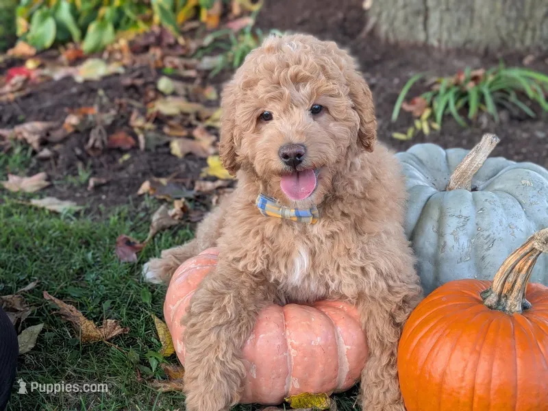 Buster – Miniature Goldendoodle puppy for sale in Dundee, NY