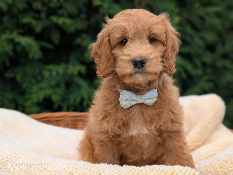 Brody – Miniature Goldendoodle puppy for sale in Dundee, NY
