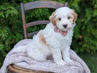 Lilly, a female Miniature Goldendoodle for sale in Dundee, NY – 4 of 4