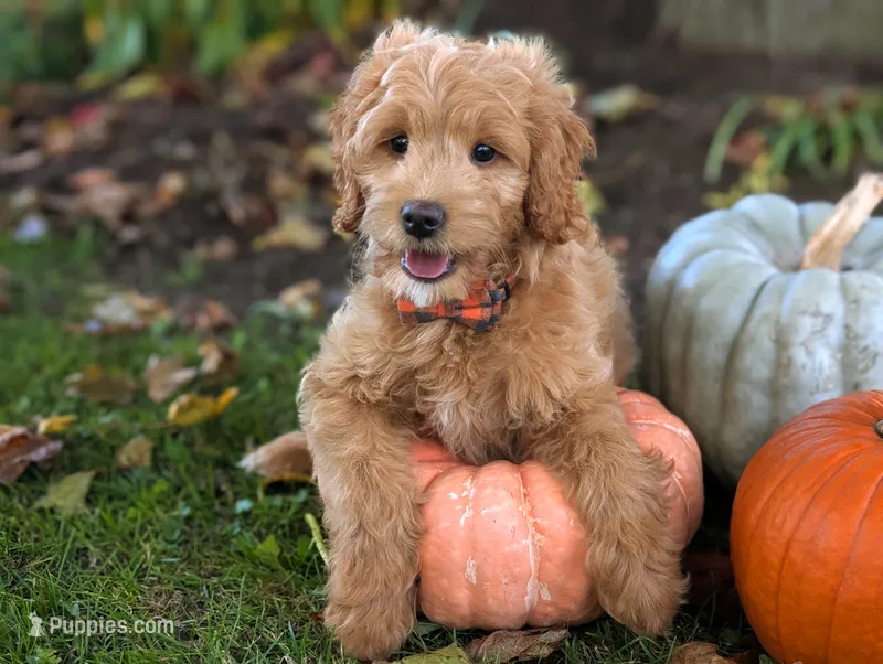 Brody – Miniature Goldendoodle puppy for sale in Dundee, NY