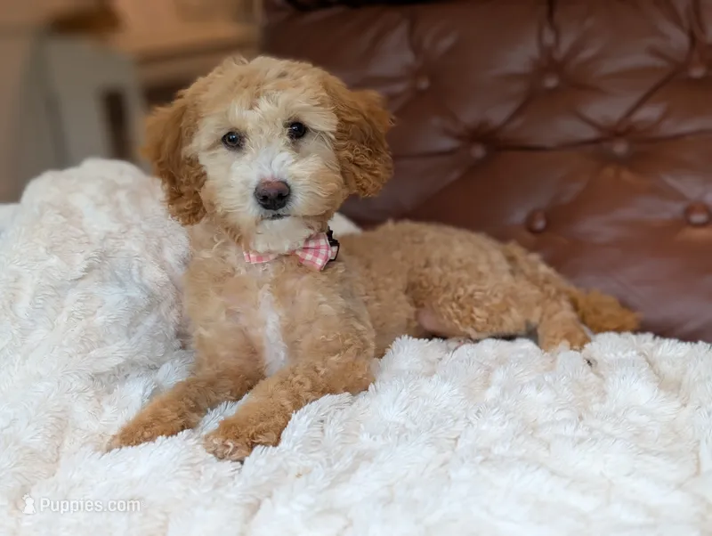 Honey – Miniature Goldendoodle puppy for sale in Dundee, NY