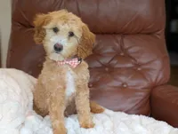 Honey, a female Miniature Goldendoodle for sale in Dundee, NY – 2 of 9
