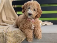 Honey, a female Miniature Goldendoodle for sale in Dundee, NY – 3 of 5