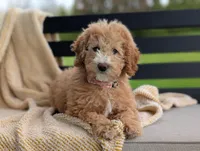 Honey, a female Miniature Goldendoodle for sale in Dundee, NY – 4 of 5