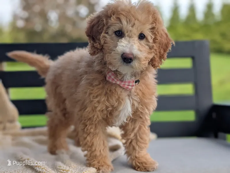 Honey – Miniature Goldendoodle puppy for sale in Dundee, NY