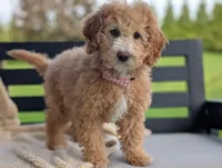 Honey, a female Miniature Goldendoodle for sale in Dundee, NY – 1 of 5