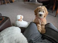 Honey, a female Miniature Goldendoodle for sale in Dundee, NY – 5 of 5