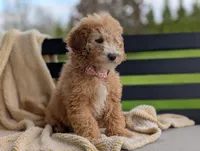 Honey, a female Miniature Goldendoodle for sale in Dundee, NY – 2 of 5