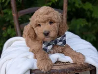 Buster, a male Miniature Goldendoodle for sale in Dundee, NY – 3 of 4