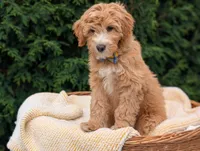 Mr. Moose, a male Miniature Goldendoodle for sale in Dundee, NY – 5 of 5