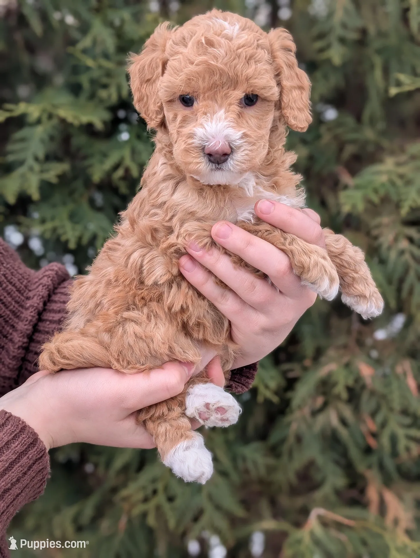 Waffle – Miniature Goldendoodle puppy for sale in Dundee, NY