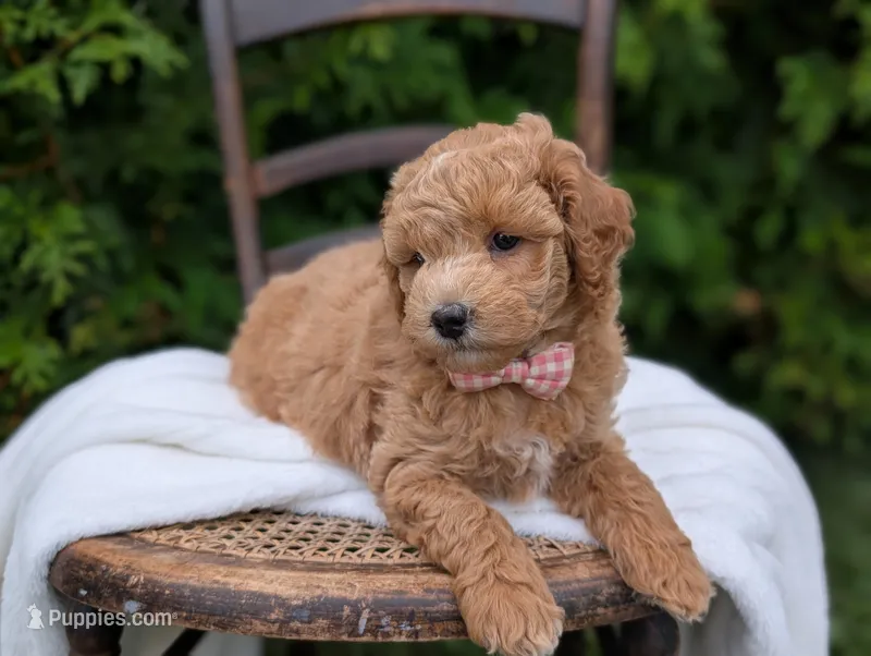 Lucy – Miniature Goldendoodle puppy for sale in Dundee, NY