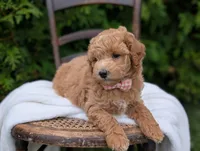 Lucy, a female Miniature Goldendoodle for sale in Dundee, NY – 1 of 4