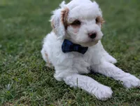 Buddy, a male Miniature Goldendoodle for sale in Dundee, NY – 4 of 4