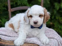 Buddy, a male Miniature Goldendoodle for sale in Dundee, NY – 2 of 4