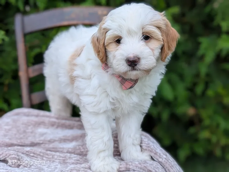 Lilly – Miniature Goldendoodle puppy for sale in Dundee, NY