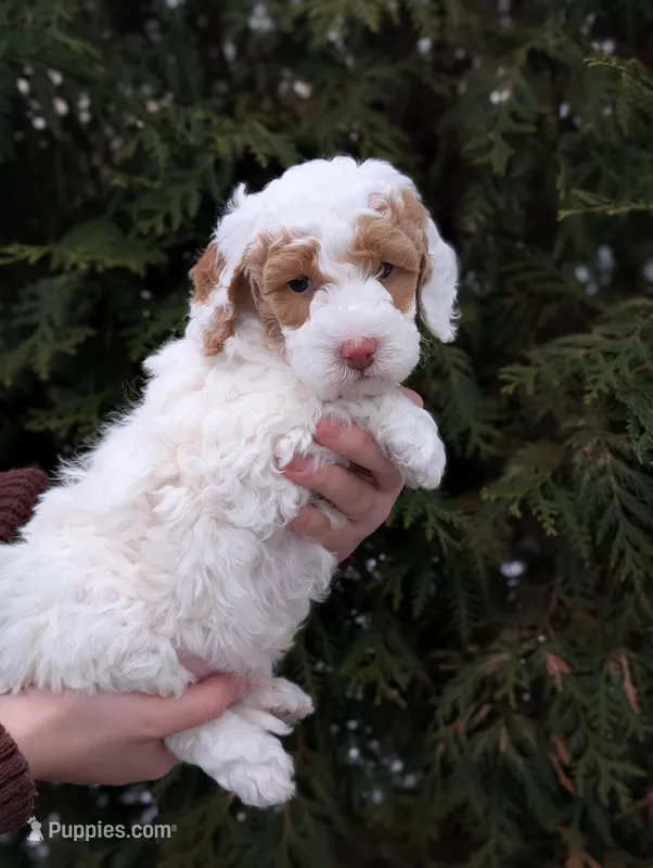 Patches – Miniature Goldendoodle puppy for sale in Dundee, NY