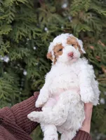 Patches, a male Miniature Goldendoodle for sale in Dundee, NY – Photo 2 of 3
