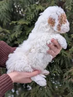 Patches, a male Miniature Goldendoodle for sale in Dundee, NY – Photo 3 of 3