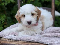 Lilly, a female Miniature Goldendoodle for sale in Dundee, NY – 2 of 4