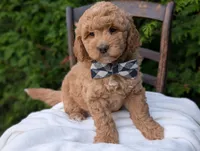 Buster, a male Miniature Goldendoodle for sale in Dundee, NY – 2 of 4