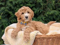 Mr. Moose, a male Miniature Goldendoodle for sale in Dundee, NY – 3 of 5