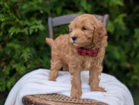 Pumpkin, a male Miniature Goldendoodle for sale in Dundee, NY – 2 of 4