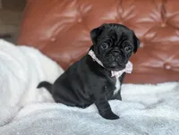 Bagel, a female Pug for sale in Dundee, NY – Photo 2 of 4