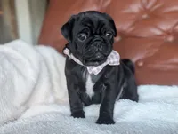 Bagel, a female Pug for sale in Dundee, NY – Photo 1 of 4